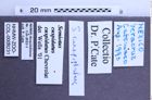 Etikette zu Semiotus cuspidatus cuspidatus (Chevrolat, 1833) (NHMW-ZOO-COL-0008231)